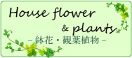 鉢花・観葉植物
