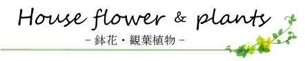 鉢花＆観葉植物